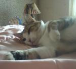 ils sont pas mimi ces p'tit chat^^?